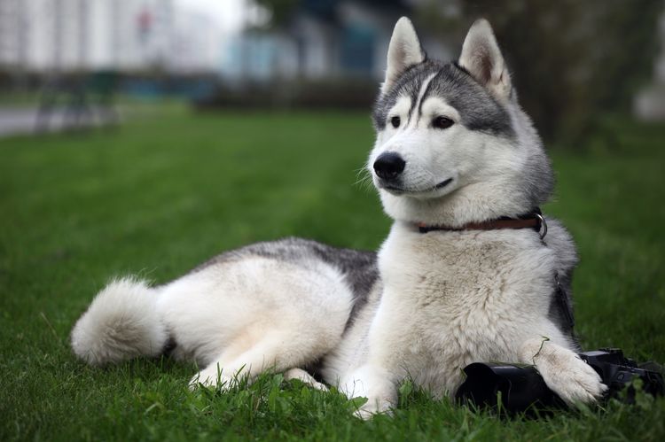 Siberian Husky