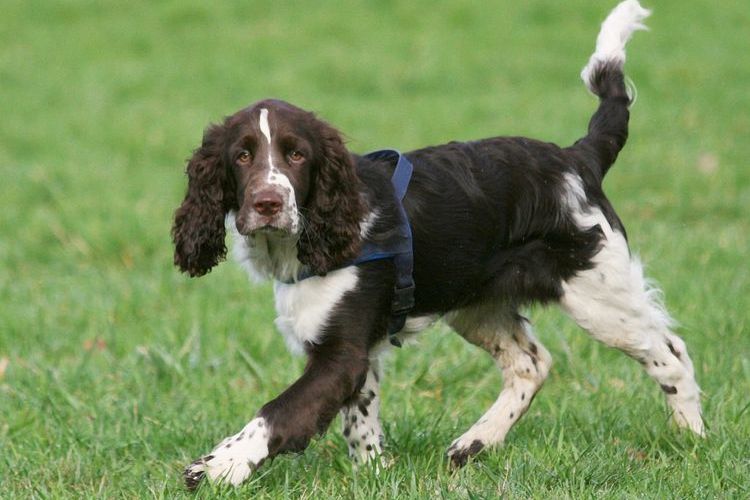 Springer spaniel inglés