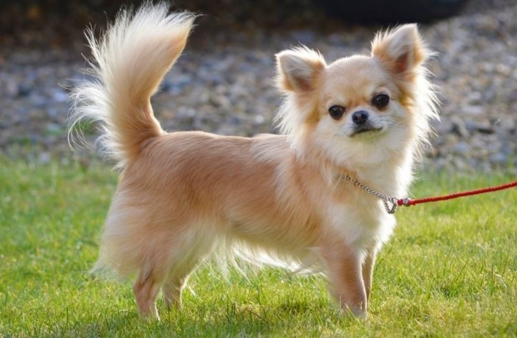 Chihuahua