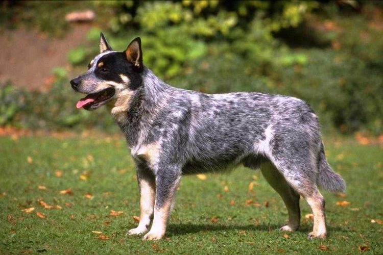Boyero australiano