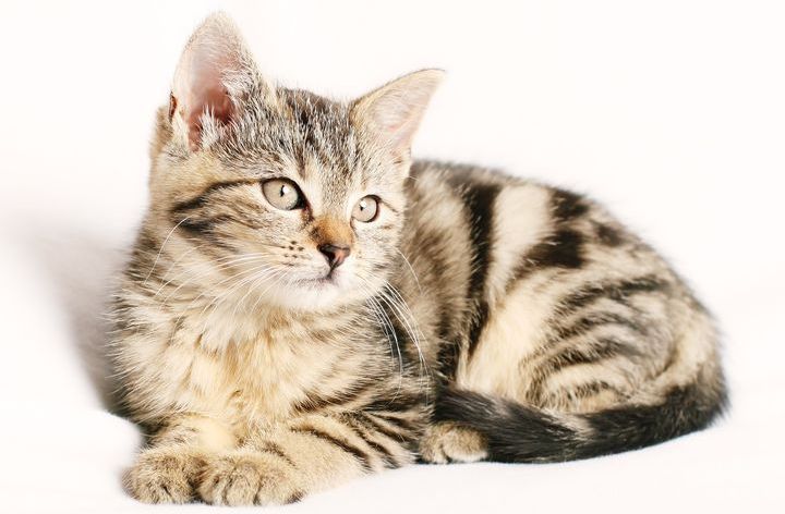 El gatito está tumbado