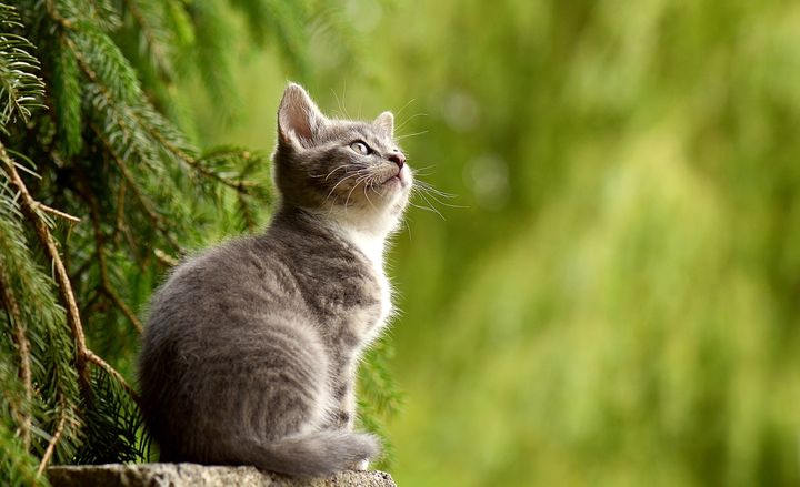 Gatito sentado en un tocón