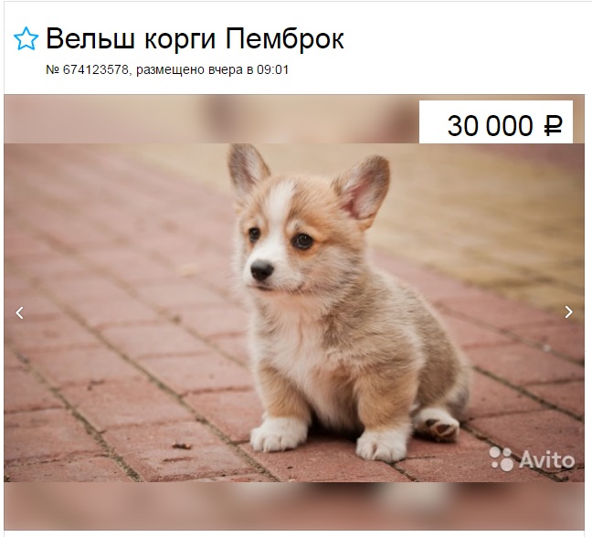 Cachorro corgi en venta