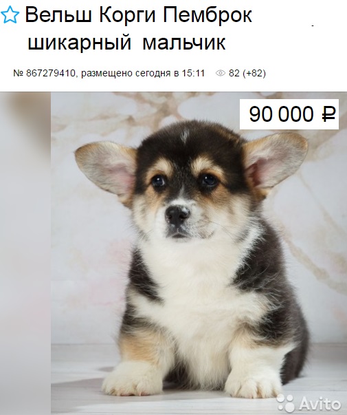Cachorro de Welsh Corgi Pembroke