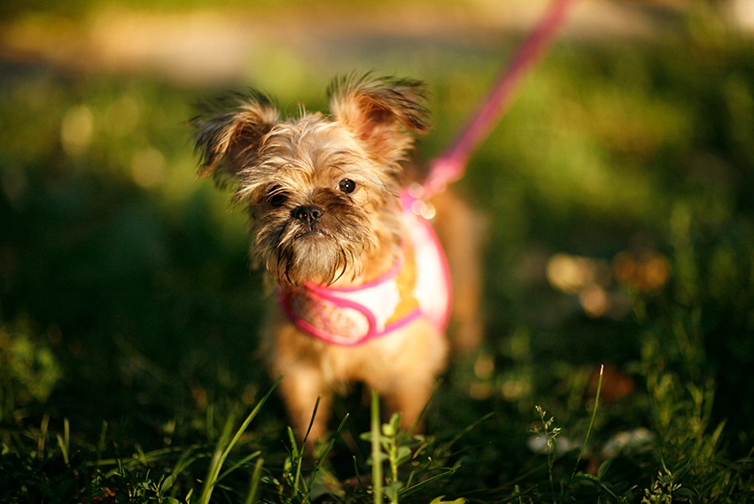 Arnés para perros de razas pequeñas