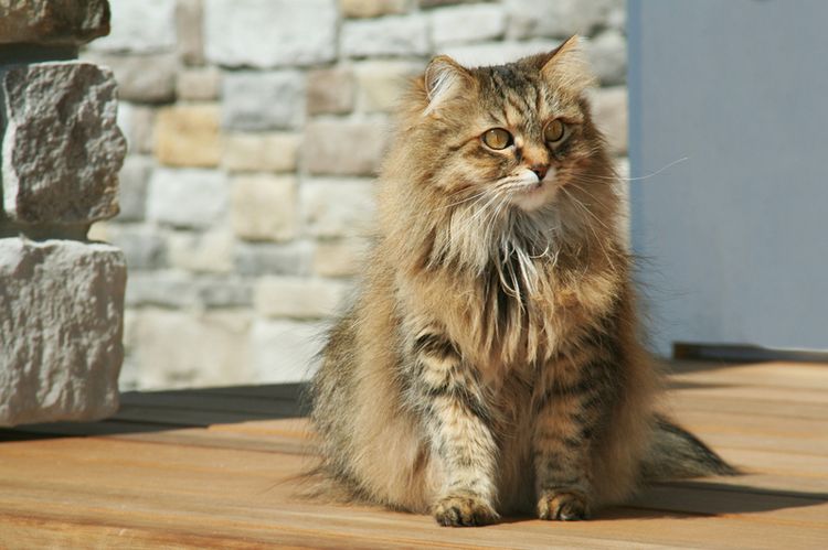 Gato doméstico peludo