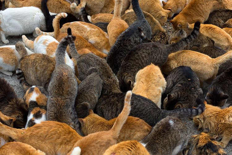 Muchos gatos