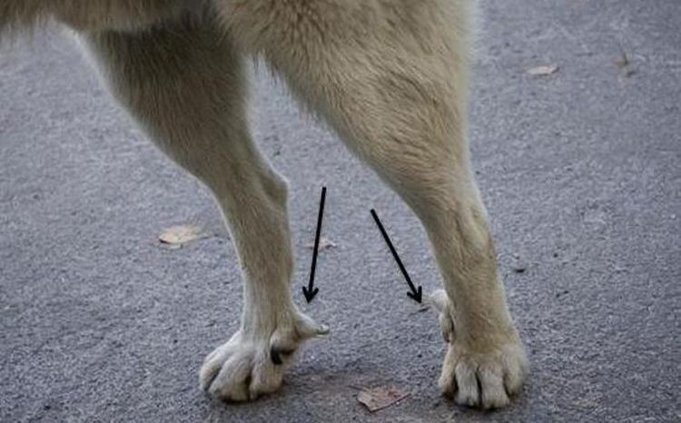 Los dedos vestigiales del perro