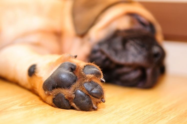 Pata de perro