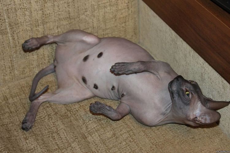 Gata embarazada