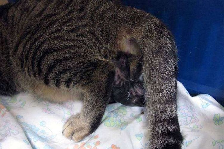 La gata está pariendo