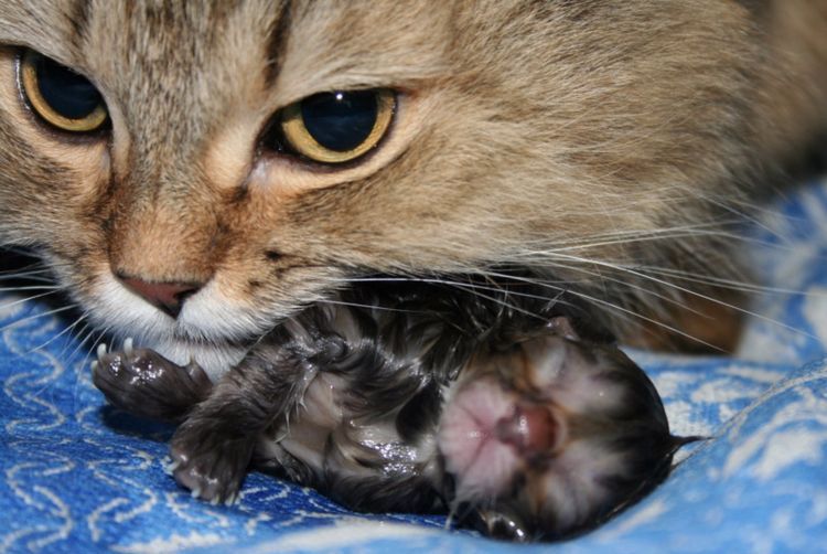 Gata con gatito recién nacido