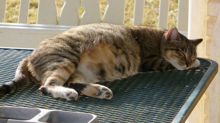 ¿Cuánto tiempo tarda una gata en parir?
