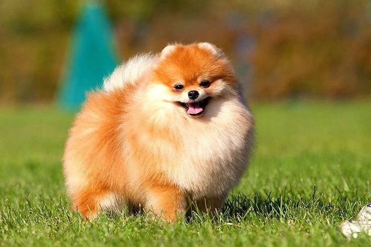 Pomerania