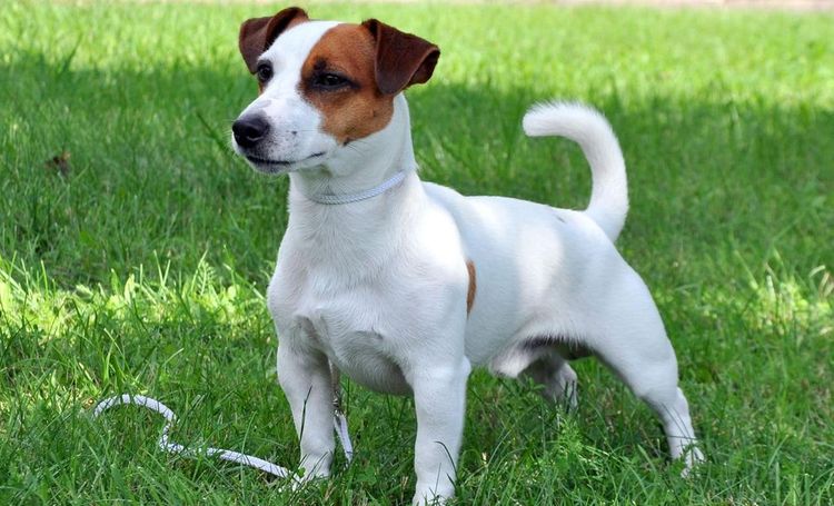 Jack Russell terrier