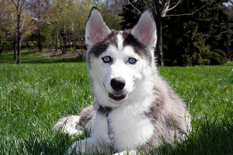 Husky