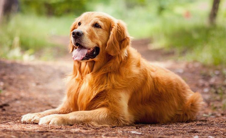 Golden retriever