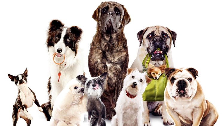 Cuántas razas de perros existen en el mundo