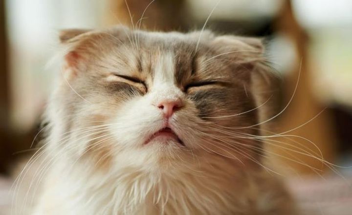 Speichelfluss bei der Katze