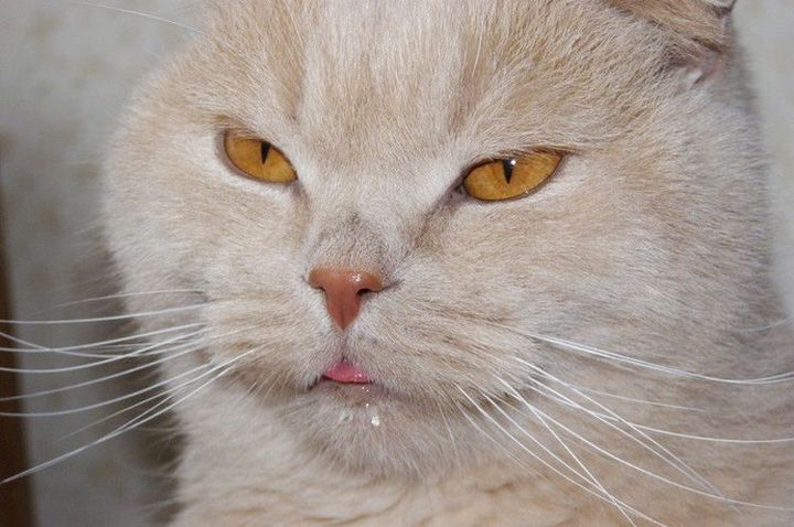 Bei der Katze tritt starker Speichelfluss auf.