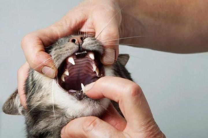 Inspektion des Mauls der Katze