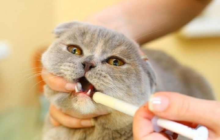 Behandlung von übermäßigem Speichelfluss bei der Katze