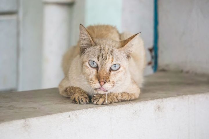 Hypersalivation (Speichelfluss) bei der Katze