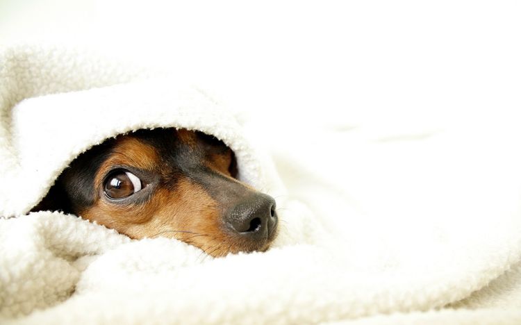 Cachorro escondido debajo de la manta