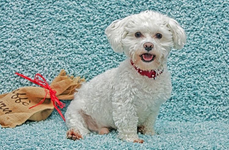 Perrita blanca