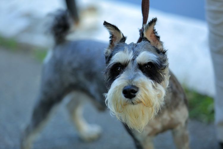 Terrier