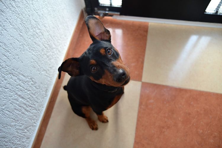 Perro gracioso