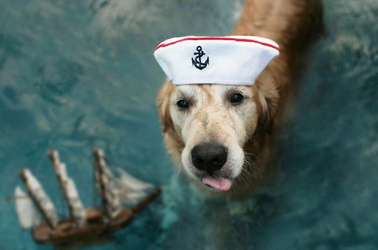 Perro marinero