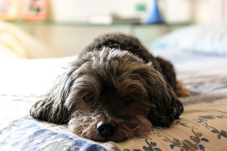 El perro está tumbado