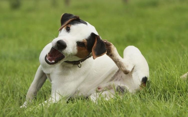 Perro rascándose la oreja