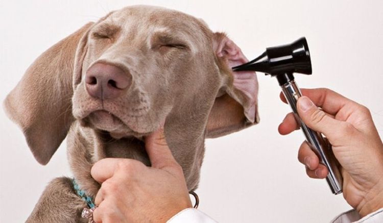 Examen del oído del perro