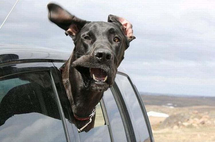 Perro asomando la cabeza por la ventanilla del coche.