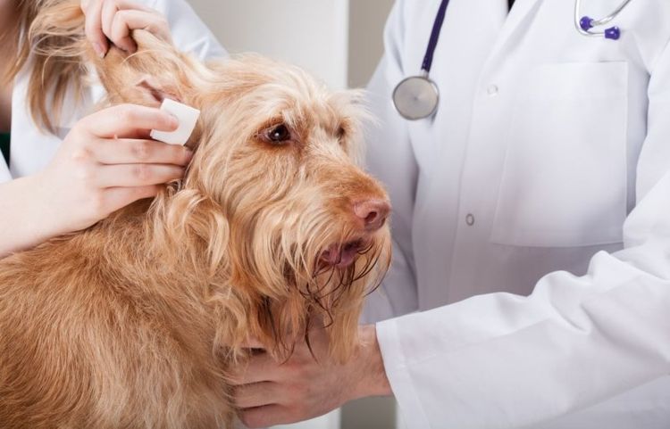 Examen del oído del perro