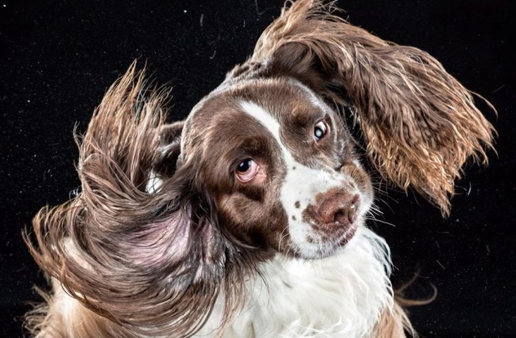 El perro sacude la cabeza