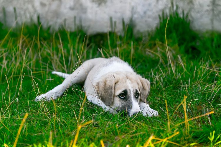 Perro escondido entre la hierba