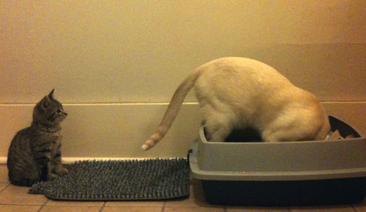 Perro en la caja de arena del gato