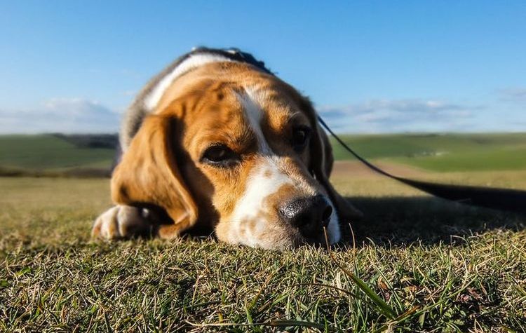 El perro tumbado en la hierba
