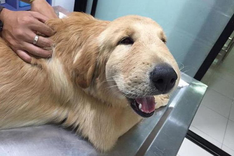 Perro picado por una abeja en la cara