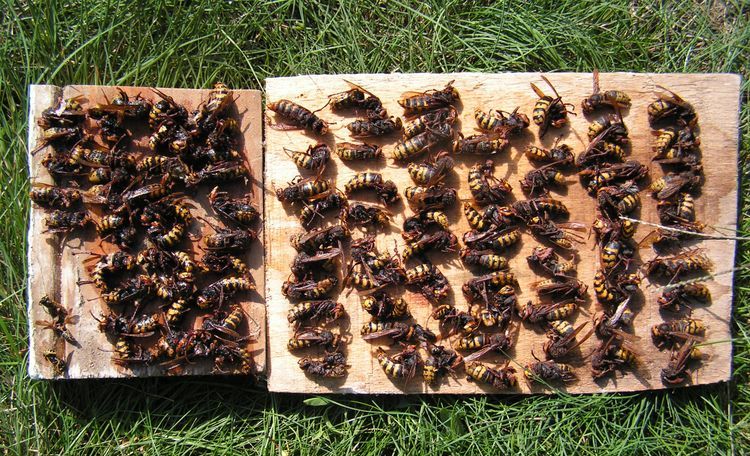 Trampa para abejas y avispas