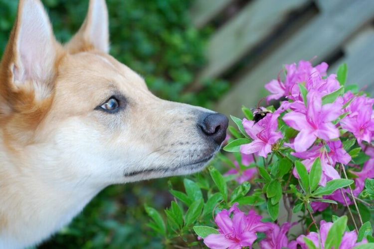 Una abeja picó al perro: qué hacer