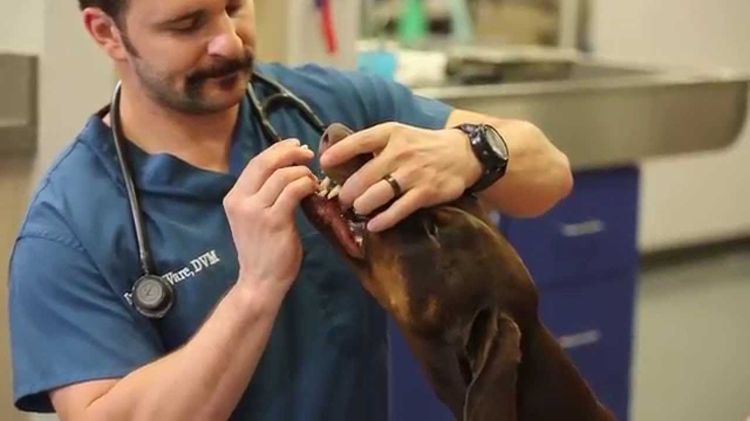 Cómo administrar un comprimido a un perro