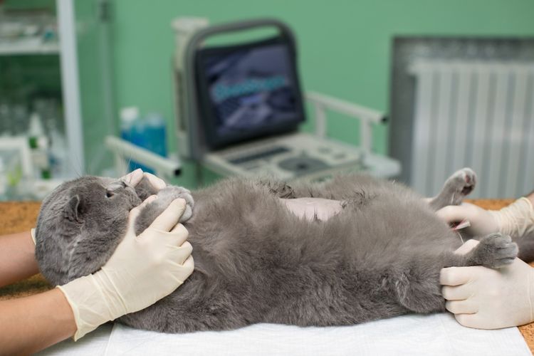 Ecografía de gatos