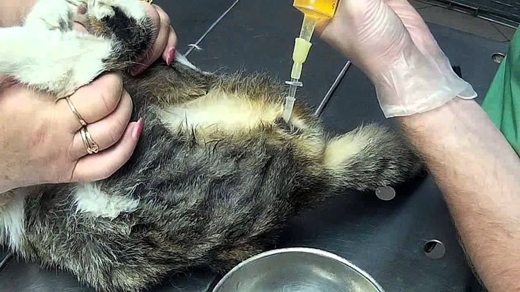 Lavado con catéter al detectar estruvitas en la orina del gato