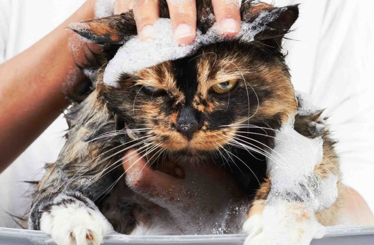 Bañan a un gato descontento