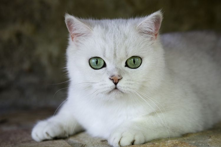 Gata blanca