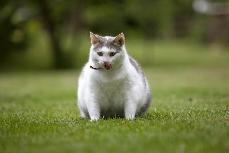 Gato gordo